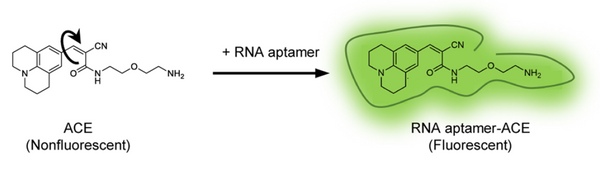 ACE fluorogenic ligand for Okra S size